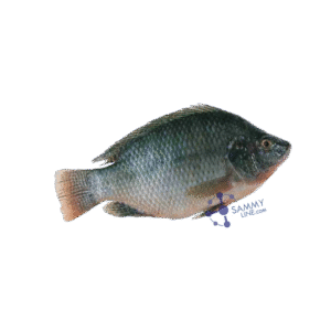 BLACK TILAPIA CARTON – POISSON TILAPIA carton