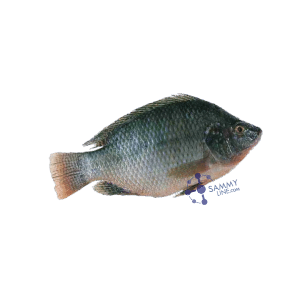 BLACK TILAPIA CARTON – POISSON TILAPIA carton