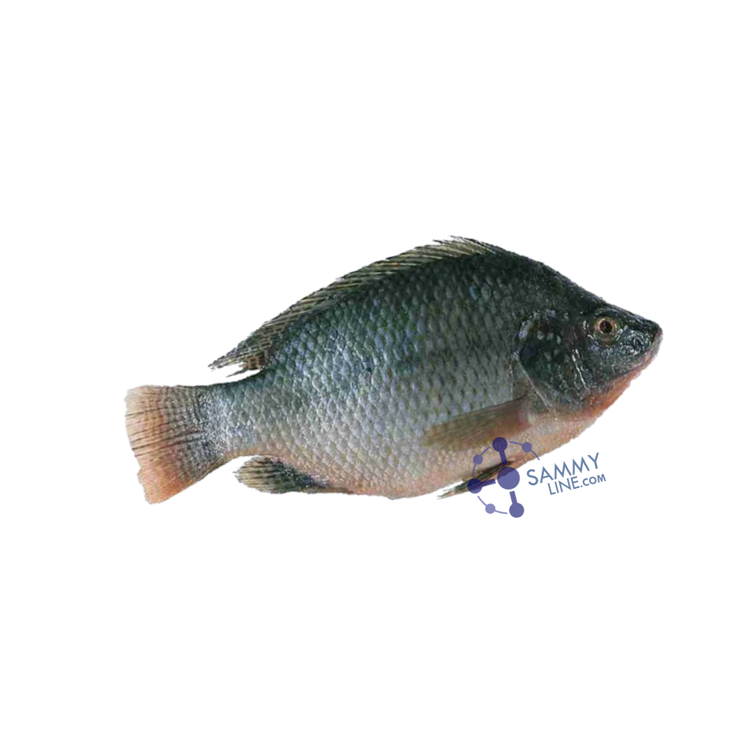 BLACK TILAPIA CARTON – POISSON TILAPIA carton