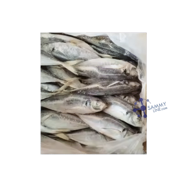 FROZEN HORSE MACKEREL 20KG – TOMSON SURGELÉ 20KG