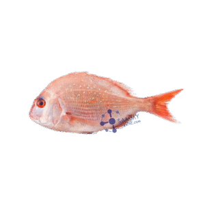 FROZEN DORADE FISH - POISSON ROUGE DORADE PAR KILO