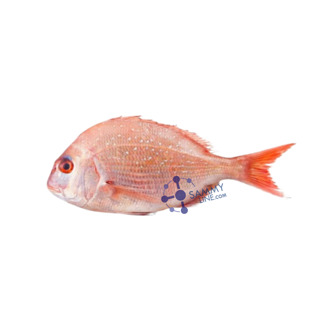 FROZEN DORADE FISH - POISSON ROUGE DORADE PAR KILO