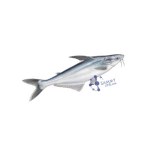 PANGASIUS FROZEN CARTON - Pangasius surgelé en carton