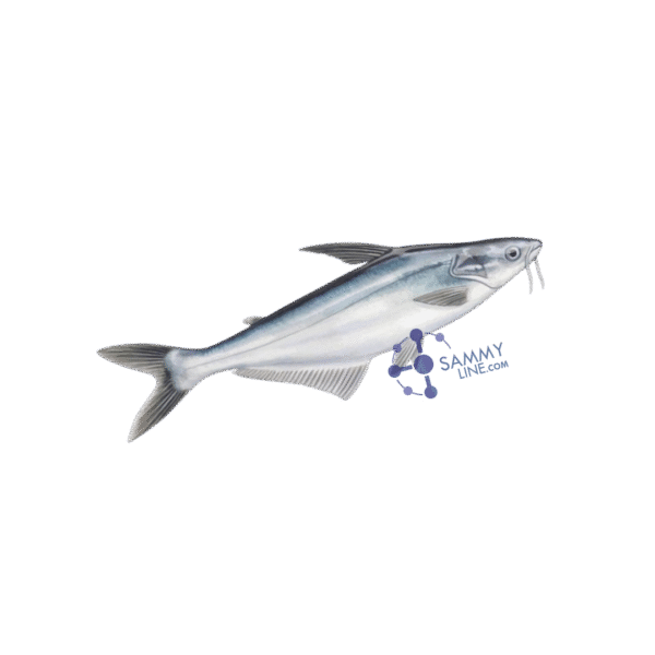 PANGASIUS FROZEN CARTON - Pangasius surgelé en carton