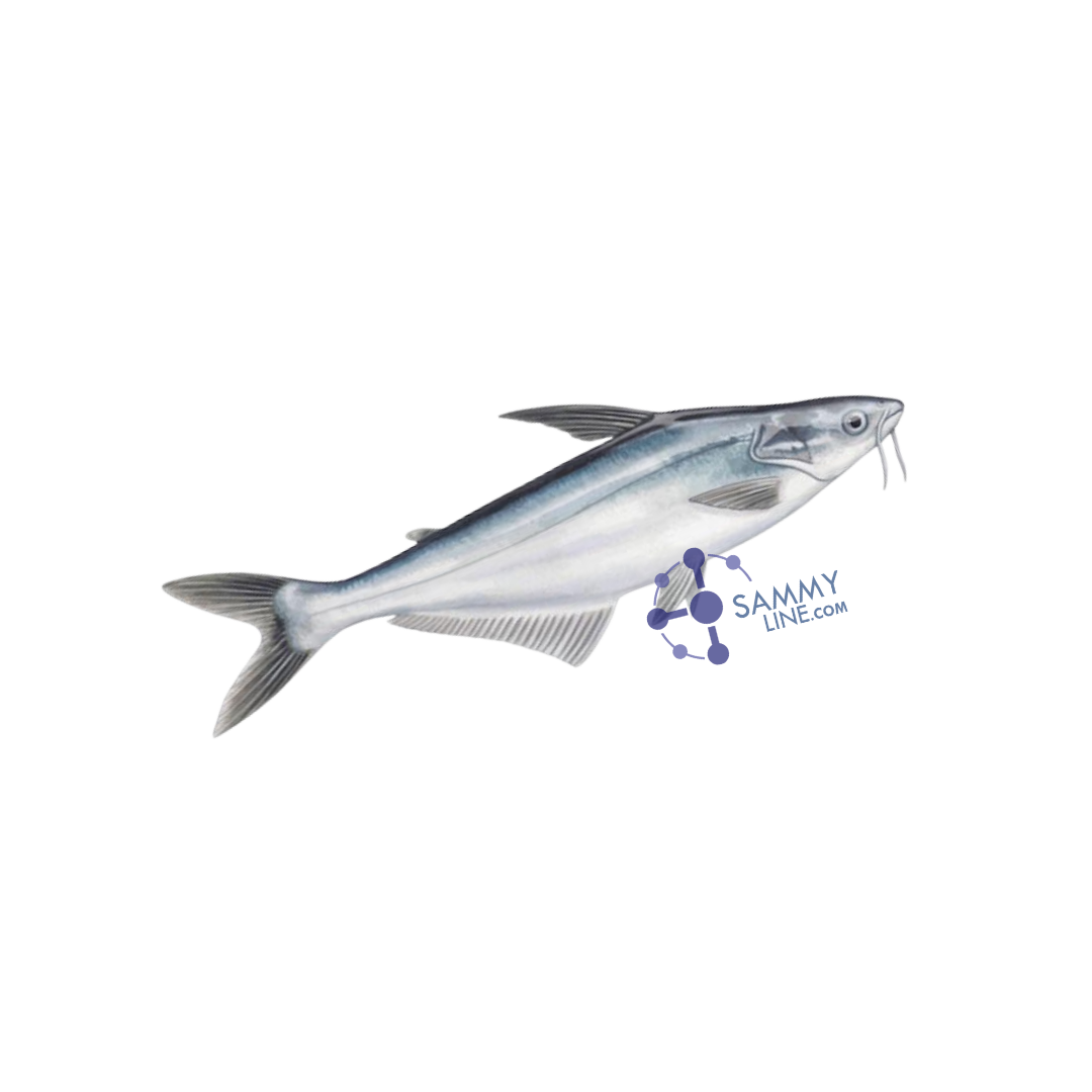 PANGASIUS FROZEN CARTON - Pangasius surgelé en carton