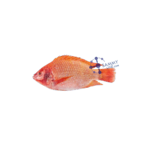RED TILAPIA CARTON FROZEN – TILAPIA ROUGE Carton