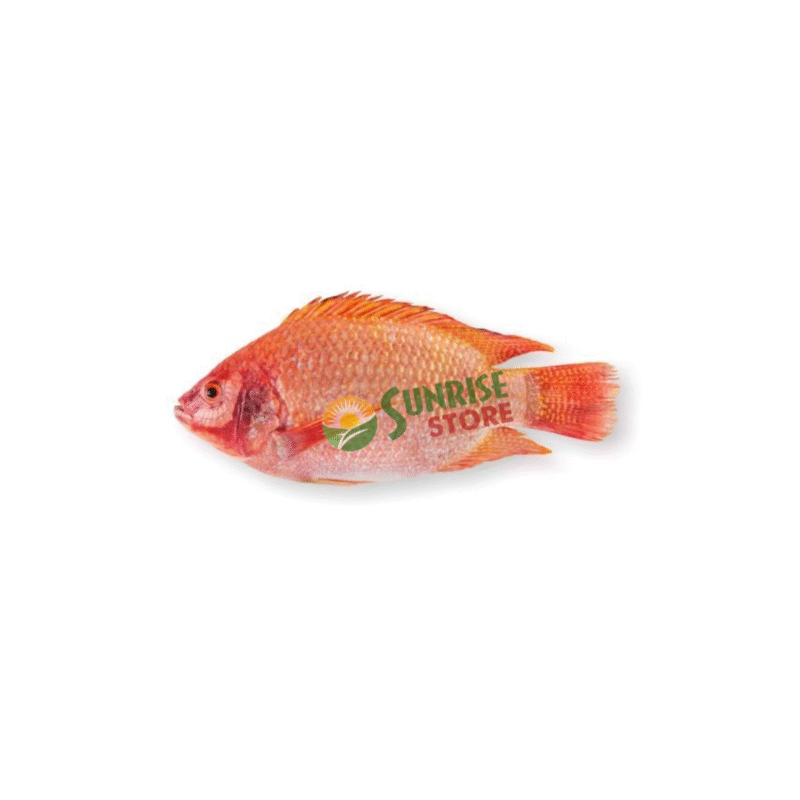 RED TILAPIA CARTON FROZEN – TILAPIA ROUGE Carton