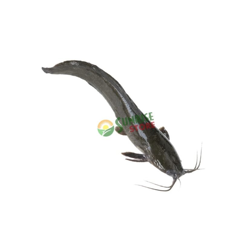 CATFISH FROZEN BOX  - NGOLO Poisson Chat le CARTON
